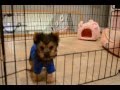 TINY TOY MALE YORKIE (ONLY 2 LBS)