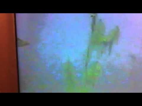 Two Northern Pike