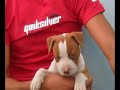 pitbull