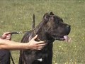 Dogo Canario - Sopot 2007 (Part 1)