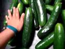 CUCUMBERS SUPER SELECT SANTA MONICA LOT 1CR CUCUMBERS SUPER SELECT SANTA MONICA LOT 1CR