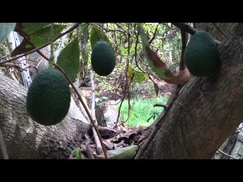 how to grow and harvest avocados