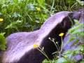 The fiesty Honey Badger