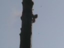 Taking Out The Pine Trees Of Death