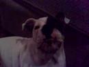 Winston making strange noises