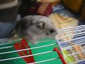 Dinio the Hamster