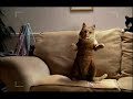 Dancing Cat Advert