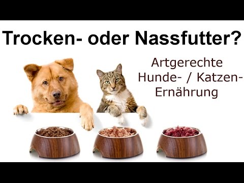 Trocken- oder Nassfutter? Vor- und Nachteile und worauf man achten sollte! (Hunde / Katzen)