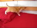 Black and White and Red All Over - Kittens!