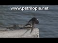 Canon Vixia HF10/HF100: Barn Swallow Canon Vixia HF10/HF100: Barn Swallow