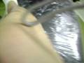 videos de Tattoo