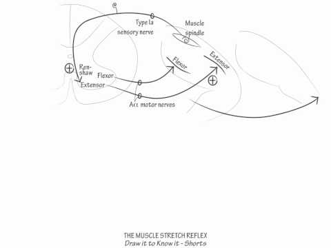 stretch reflex - Learn the neuroanatomy and physiology of the monosynaptic reflex loop and the nerve root innervation of the major clinical muscle stretch reflexes. For more ...