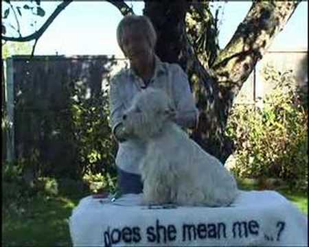West Highland White Terrier