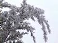 gradina publica