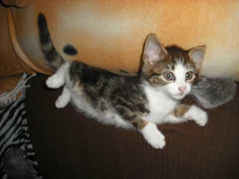 KITSI STRIKES