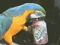 gilligan doing stupid pet tricks ?? talking   dancing birds