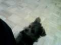 videos de yorkie playing fetch?