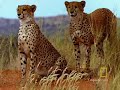Fast and Furious:  Cheetah vs. Gemsbok