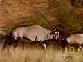 Fast and Furious:  Cheetah vs. Gemsbok
