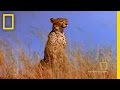 Fast and Furious: Cheetah vs. Gemsbok