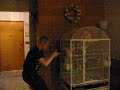 dancing with parrots #2