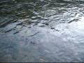 Fly Fishing Poland San 2008.mpg
