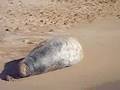 Hawaii Monk Seal Sunbathing in Kauai - YouTube