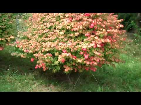 how to fertilize burning bush
