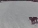 Running on Snowshoes With Spanky Running on Snowshoes With Spanky