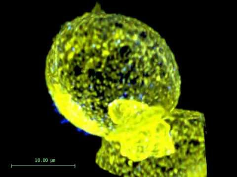 how to isolate hepatocytes from liver