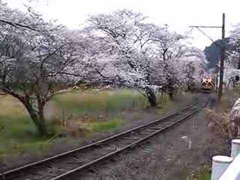 桜トンネルを駆け抜ける16000系