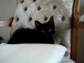 Kitten Miep meowing