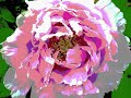 Transform a flower