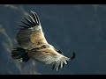 El Condor Pasa.mp4
