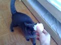Cat retriever (Murko) xD Cat retriever (Murko) xD