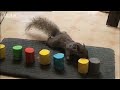 ever wondered how a squirrel manages to find so many nuts? bbc show 'clever crittes' uncovers the methods used by animals in the wild to find food. interesting animal video narrated by comedienne dawn french.