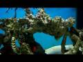 Miniatus grouper feeding
