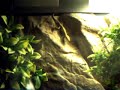 my green anole jumping to branch