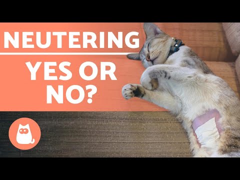 NEUTERING A CAT 🐱✂️ Advantages and Disadvantages of SPAYING and CASTRATION