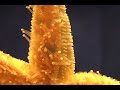 Starfish on glass