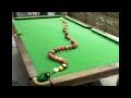 amazing snooker plant 1