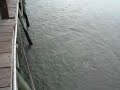 Click here to watch this video Sharks in South Carolina