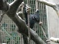 Baby chimp in Basel Zoo, Switzerland