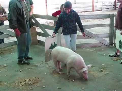 how to train a pig for 4-h