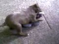 staff puppy dog staff puppy dog