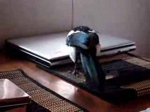 Poppe The Magpie - Part 1