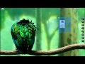 Internet Download Manager 5.19 + Patch 2010