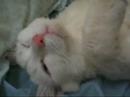 puteh yg comel