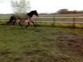 videos de For sale: Dutch Warmblood (KWPN) Valtop 21-11-08.mp4