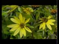 MNS video